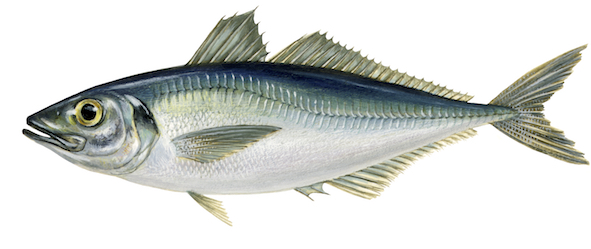 La pesca de cerco Jureles